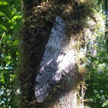 Flot with 25cm wingspan